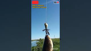 Tarariras de artigas fishing carpfishing pesca [upl. by Demy498]