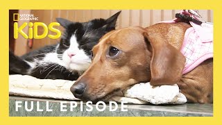 Unlikely Animal Friends Full Episode 🐷🐴 🐱  Love at First Sight  natgeokids [upl. by Herm]