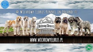 Wichrowy Elbrus Kennel  Owczarek Kaukaski [upl. by Ecienal765]