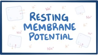 Resting membrane potential  definition examples [upl. by Ivers]