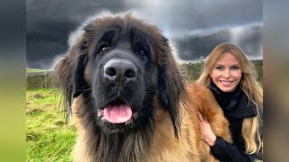 THE GIANT LEONBERGER  DANGEROUS LION DOG [upl. by Akirat915]