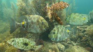 Amazing Underwater Video in Net Fishing  Philippines [upl. by Ettenowtna116]