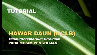 TUTORIAL Mengatasi penyakit hawar daun helminthosporium tursicum pd penanaman jagung di musim hujan [upl. by Icyac]