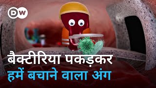 हमें बीमारियों से बचाने वाले स्प्लीन को आप कितना जानते हैं What does the spleen do [upl. by Aramas]