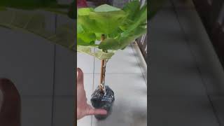 The Growth Journey of Fig Trees The Joy of Planting  Episode 108 [upl. by Conrade]