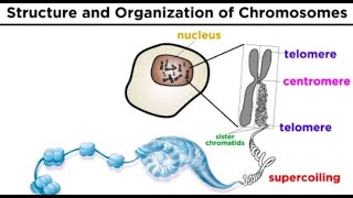 Chromosome Structure Function Shape composition and organization [upl. by Saloma766]