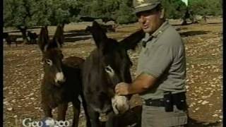 LAsino di Martina Franca  Documentario Geo amp Geo [upl. by Nylannej83]