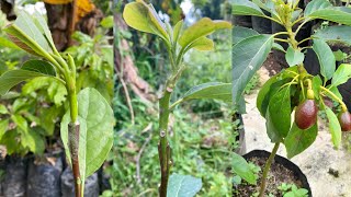 Simple Way to GRAFTING Avocados Using the V Technique is 100 Successful [upl. by Merdith]