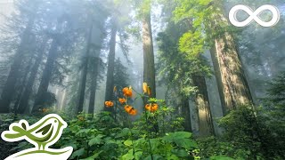 Sunny Mornings Beautiful Relaxing Music with Piano Guitar amp Bird Sounds by Peder B Helland [upl. by Rudie850]