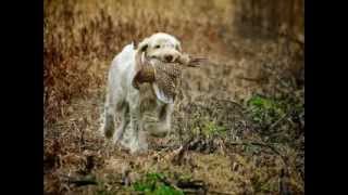 Working Italian Spinone [upl. by Amehsat844]