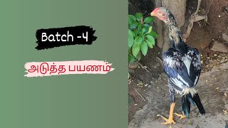 சண்டைக் கோழியில் தமது புதிய பயணம் [upl. by Lyle705]