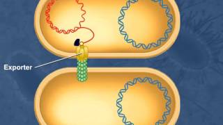 Bacterial Conjugation [upl. by Adnavoj241]