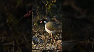 Red wattled Lapwing nature birds [upl. by Ahsilak]