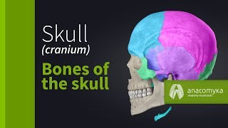 Skull cranium  Overview of the bones of the skull Anatomyka app 3D model [upl. by Katti]