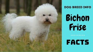 Bichon frise dog breed All breed characteristics and facts about Bichon Frise dogs [upl. by Amice408]