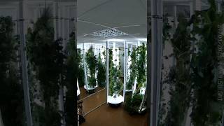 This vertical farm in Slovakia features 14 aeroponic towers and is known as Urban Flora 💚 recipe [upl. by Sokem]