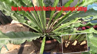 How to Propagate Birds Nest Fern from Quadruple Cuttings [upl. by Iralav]