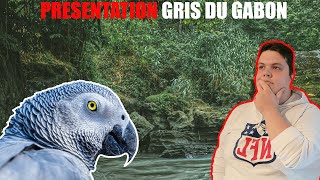 PRESENTATION PERROQUET  GRIS DU GABON EP1 [upl. by Anna-Diana]