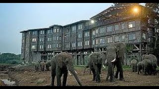 Treetops Hotel  Aberdares National Park [upl. by Ihc713]