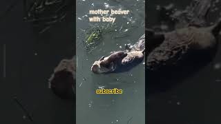 motherotterwithbabyottersanimalsnatureotterottercafeotteroottershortsottervideosotterspool [upl. by Eirdua]