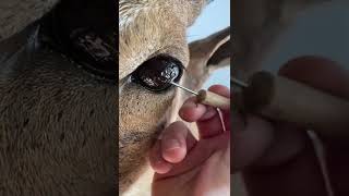 Eye peel ✨ taxidermy sheep eye taxidermy taxidermist satisfying eyes animals [upl. by Annairb840]