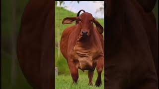 Huge Big Red Cow  Wildlife Journey shorts cow viral [upl. by Sasnak]