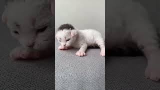 德文卷毛猫放屁打哈欠睡觉German Rex cat fart  yawn  sleep [upl. by Aivatra]