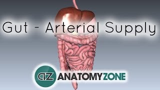 Blood Supply to the Gut Introduction  Part 1 Arterial Supply [upl. by Haerdna]