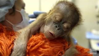 Caring for a newborn orangutan baby [upl. by Pate]