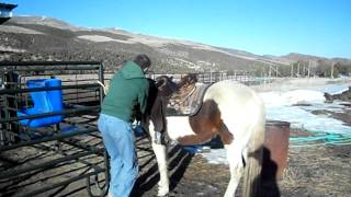 Saddling Paso Fino with Australian Stock Saddle and Tackaberry girth [upl. by Ashli]