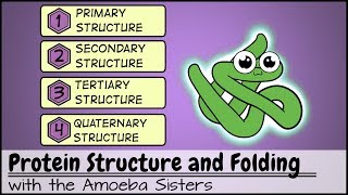 Protein Structure and Folding [upl. by Suravaj]