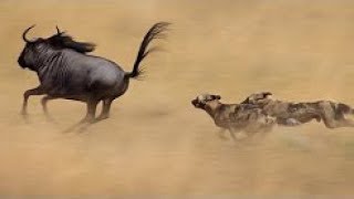 Perros Salvajes de África quotUna increíble Historia Documentales National Geographic WILD [upl. by Gerta]