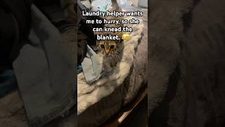 pt 2 next 2024 funny fypシ゚viral cats kitten babygirl laundry help cute fyp mazikeen [upl. by Volin203]