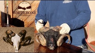 HOW TO CLEAN A KARAKUL SHEEP SKULL [upl. by Suirradal]