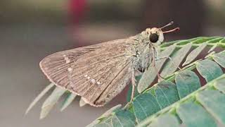 little moth videoThe member of insects worlds Insectopedia123 [upl. by Nabois982]