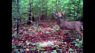 Whitetail Buck Scrape [upl. by Sigler]