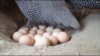 Fascinating Guinea Fowl Live Egglaying 🐣🥚  Unique Natures Miracle 🌿🌍 [upl. by Yrneh]