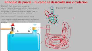 presion arterial [upl. by Pronty428]