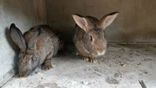 Accouplement des lapins fermiers 🐇🐇🐇 lapinautonomieresiliencelapine [upl. by Adlay]