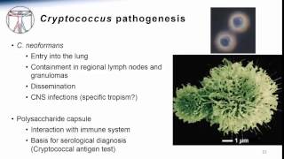 4 Cryptococcus [upl. by Livy]