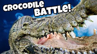 Saltwater Crocodiles Eating Feral Pig Legs [upl. by Anividul]