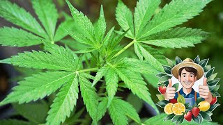 Cannabis Zitrus amp Granatapfel  Regenpause  Update 19062024 [upl. by Atteinotna809]