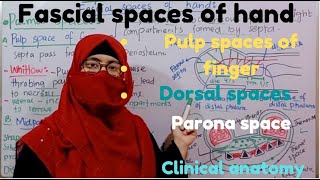 Fascial spaces of hand  pulp spaces of finger  dorsal spaces forearm space of parona bd churasia [upl. by Dayle]