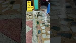 Dog barking out of fear 🐶  shih tzu  shih tzu barking  dogs shorts [upl. by Winola677]