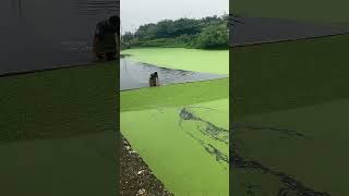 Duckweed Removing Process [upl. by Snehpets67]