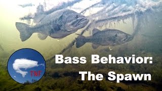 Largemouth Bass Behavior 1 The Spawn [upl. by Inaluiak]