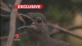 This Bird can copy the sound of everybody including Human  LyreBird [upl. by Livvie970]