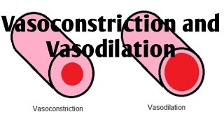 Vasoconstriction and Vasodilation Difference [upl. by Cori]