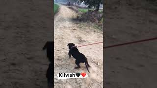 Kilvish apbt shorts viralvideo music [upl. by Atteuqehs536]