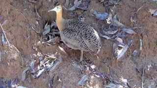 REDWINGED TINAMOU sounds RHYNCHOTUS RUFESCENS PERDIZ PERDIGÃO Simple Country Life [upl. by Cloris681]